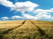 Vista hayfield Wallpaer