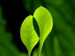 Two leaves Wallpaer