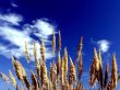 Plants and sky Wallpaer