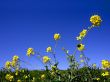 The flowers and sky Wallpaer