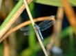 Blue dragonfly Wallpaer