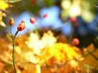 Wild fruits Wallpaer