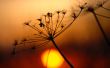 Plant and sunset Wallpaer