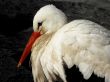White stork Wallpaer