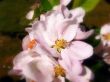Fresh flowers Wallpaer