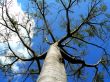 Rising tree Wallpaer