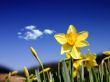 Beautiful daffodils Wallpaer