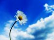 White daisy Wallpaer