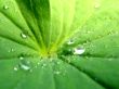 Drops and a leaf Wallpaer
