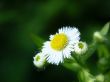 White flower close up Wallpaer