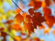 Maple leaves Wallpaer
