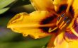 Yellow flower Wallpaer