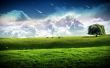 Cows on a field Wallpaer