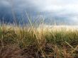 Autumn grass Wallpaer