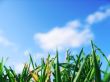 Grass and sky Wallpaer