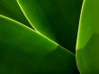 Leaf curves Wallpaer