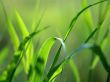 Green grass straws Wallpaer