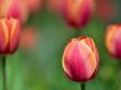 Red tulip Wallpaer