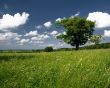 Green field and tree Wallpaer