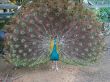 Big peacock Wallpaer