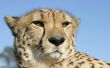 Cheetah portrait Wallpaer