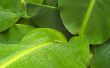 Wet green leaves Wallpaer