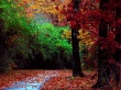 Autumn forest Wallpaer
