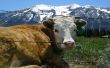 Cow and fence Wallpaer