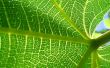 Leaf cells Wallpaer