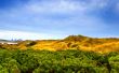 Dry grass Wallpaer