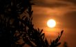 Leaves and sunset Wallpaer