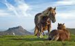 Two horses Wallpaer