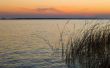 Grass in water Wallpaer
