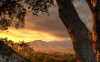 Tree and sunset Wallpaer