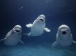 Beluga Whale Trio Wallpaer