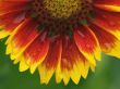 Blanket flower Wallpaer