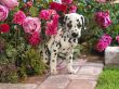 Dalmatian puppy Wallpaer