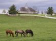 Horse farm Wallpaer