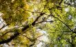 .| Tree |. Wallpaer