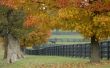 Horse farm Wallpaer