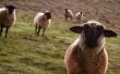 Curious sheep Wallpaer