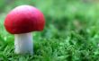 Red mushroom Wallpaer