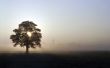 Field sunrise Wallpaer