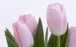 Fresh flowers Wallpaer
