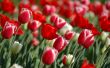 Tulips in spring Wallpaer