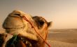 Camel close up Wallpaer