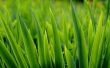 Grass close up Wallpaer