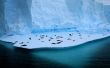 Living on ice Wallpaer