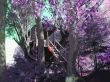 Purple Cut House Wallpaer