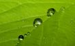 Water drops on leaf Wallpaer